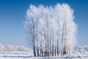 On a cold February morning after the fog cleared, hoarfrost clung to a stand of cottonwoods at Chalco Hills Recreation Area. - Nebraska Landscape Photograph