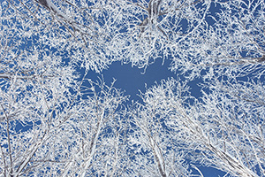 Hoarfrost clings to a stand of cottonwoods contrasting with the blue sky at Chalco Hills Recreation Area on a cold February morning. - Nebraska Photograph