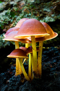 A bunch of mushrooms sprout from the forest floor after a wet spring at Schramm State Recreation Area in eastern Nebraska. - Nebraska Nature Photography Photograph