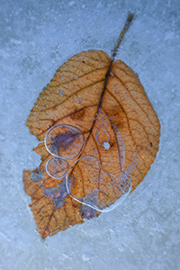 A fallen leaf from autumn, trapped beneath the frozen ice. - Nebraska Photograph