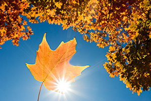 A photograph of a maple leaf backlit by sunlight under a maple tree in the OPPD Arboretum in Omaha, Nebraska. - Nebraska Photograph