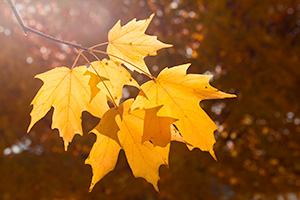 Leaves are backlit by the midday sun in the OPPD Arboretum in Omaha, Nebraska. - Nebraska Photograph