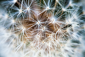 A close-up view of a dandelion that had gone to seed in the autumn. - The_Midwest Photograph