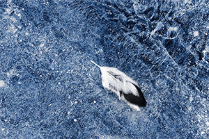 A feather is caught on the icy surface of Lake Wehrspann at Chalco Hills, Nebraska. - Nebraska Close-Up Photograph