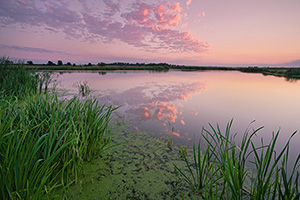 On a hot and humid summer evening, twilight descends over the salt creek marsh at Jack Sinn Wildlife Management Area. - Nebraska Photograph