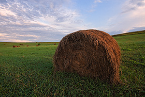 On a cool, early summer's morning, dew and sunlight kiss recently baled hay on a field in northwestern Nebraska. - Nebraska Photograph