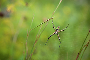 A spider climbs in his web in the morning sun at Ponca State Park. - Nebraska Photograph