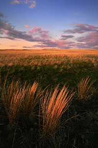 Prairie grass, visible from the foreground to the hills of the sandhills, glow amber from light of the setting sun. - Nebraska Photograph