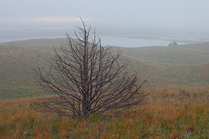 As the fog descends throughout the sandhills, a single old tree remains visible through the haze. - Nebraska Photograph