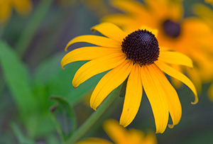 A Black-Eyed Susan blooms in late summer. - Nebraska Photograph