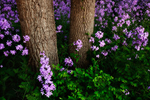 Near the Platte River, I captured these purple Dames Rocket which contrast with the vibrant greens of the spring. - Nebraska Photograph