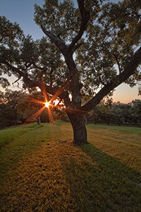 On a warm summer evening, the setting sun shines through a large Burr Oak at Eugene T. Mahoney State Park.  - Nebraska Photograph