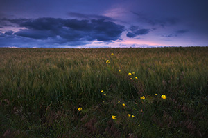 On the edge of a field near Omaha, the yellow flowers of a tall hedge mustard contrast with the dark clouds of an advancing summer storm. - Nebraska Photograph