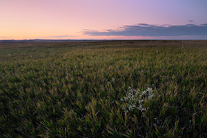 The warm glow of the recently set sun illuminates a grassland in Badlands National Park in South Dakota - South Dakota Photograph