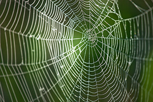 Morning dew clings to a spiderweb at Ponca State Park in northeastern Nebraska. - Nebraska Photograph