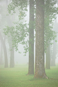 Trees in a dense fog on a spring morning at DeSoto National Wildlife Refuge. - Iowa Photograph