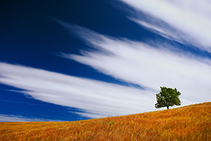 A tree stands witness through the ages upon a hill on the prairie at Wind Cave National Park, South Dakota. - South Dakota Photograph