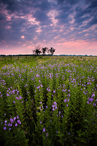 On a quiet evening on Boyer Chute National Wildlife Refuge, these purple flowers stand silently.  A pinkish sky is the last sign of the sun before the last light vanishes leaving the fields in darkness.  - Nebraska Photograph