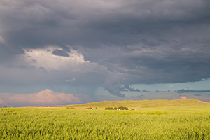 Storm clouds gather over a wheat field nestled in the sandhills of western Nebraska. - Nebraska Photograph