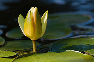 A single lily begins to close as the sun sets at the OPPD Arboretum in eastern Nebraska. - Nebraska Flower Photograph