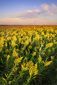 Goldenrods sway in the wind on a late summer day at Boyer Chute National Wildlife Refuge. - Nebraska Photograph