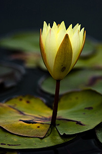 A lily pad blossoms in the late summer at Powell Gardens near Kansas City, Missouri. - Missouri Photograph