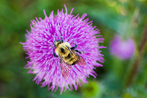 A bumblebee quietly collects pollen for the hive from a purple thistle. - Nebraska Photograph