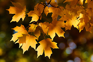 Late afternoon sunlight illuminates autumn maple leaves at Arbor Day Lodge State Park in Nebraska City, Nebraska. - Nebraska Nature Photograph