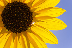 The sun shines brighty through a plains sunflower, illuminating the yellow against the vibrant blue sky. - Nebraska Photograph