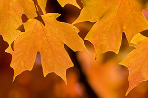 Autumn maple leaves are illuminated by the late afternoon sun at Arbor Day Lodge State Park in Nebraska City, Nebraska. - Nebraska Nature Photograph