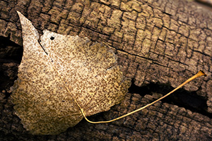 A common scene in autumn, a fallen leaf on an old log.  Taken at the OPPD Arboretum, Omaha, Nebraska. - Nebraska Photograph