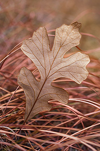 A fallen oak leaf lies in grass, both turned to warm hues in the late autumn. - Nebraska Photograph