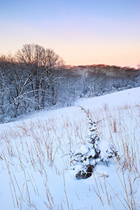 Snow glistens in the early morning light as dawn comes to Neale Woods Forest. - Nebraska Landscape Photograph