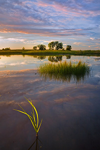 Late afternoon sun in early September shines through some grass in the Frank Shoemaker Marsh near Lincoln, Nebraska. - Nebraska Photograph