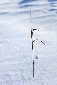 A single shoot of prairie grass stands tall among a blanket of snow at Neale Woods Forest. - Nebraska Landscape Photograph