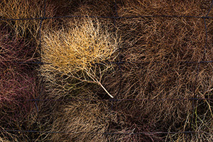 The strong winds caused the tumbleweeds to bunch up against a fence at Ft. Niobrara National Wildlife Refuge near Valentine, Nebraska. - Nebraska Photograph
