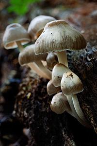 On the wet forest floor, a collection of mushrooms sprout from a log. - Nebraska Photograph