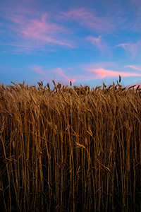 Pink clouds float lazily above a wheatfield at sunset in eastern Nebraska. - Nebraska Nature Photograph