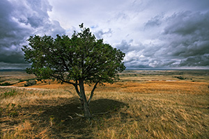 A lone tree watches over the vast prairie while a storm brews on the horizon in the Sage Creek area at Badlands National Park in South Dakota. - South Dakota Landscape Photograph