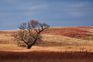 A single tree sits upon the prairie at Ft. Niobrara National Wildlife Refuge. - Nebraska Photograph