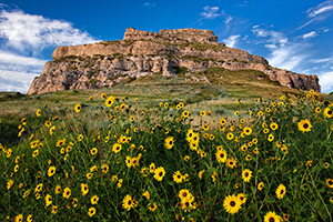 On a sunny autumn afternoon, sunflowers grow in front of Courthouse Rock in western Nebraska. - Nebraska Photograph