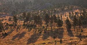 The Black Hills in South Dakota are known for their tall pine trees that cover the hills as a dark blanket. - South Dakota Photograph