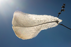 A nature photography of a feather in the sun at Shadow Lake, Nebraska. - Nebraska Close-Up Photograph