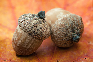 Two acorns lie on a recently fallen autumn leaf Arbor Day Lodge State Park in Nebraska City, Nebraska. - Nebraska Photograph