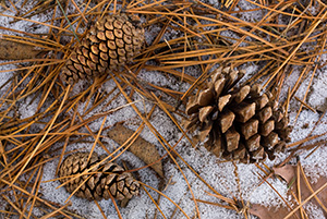 A few pine cones and rest on the frozen ground. This photograph was captured at the OPPD Arboretum, Omaha, Nebraska. - Nebraska Photograph