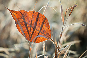 A single autumn leaf, frosted from the previous night, is caught in prairie grasses at Stagecoach State Recreation Area, Nebraska. - Nebraska Photograph
