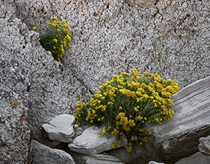 Rabbitbush grows in the cracks and between the crevices of rocks at Toadstool Geologic Park near Crawford. - Nebraska Photograph