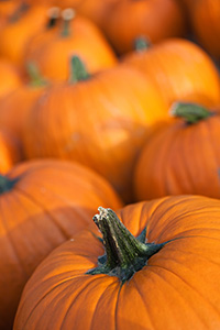 At a Nebraska orchard, an array of pumpkins signal the arrival of autumn. - Nebraska Photograph