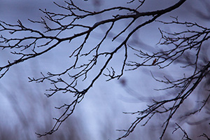 Branches devoid of leaves darkly contrast in the moody blue scene. - Iowa Photograph