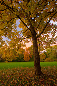 An Oak Tree in Late Autumn at Arbor Day State Park in Nebraska City, Nebraska. - Nebraska Photograph
